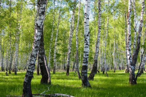 Fototapeta Brzozowy las latem krajobrazu