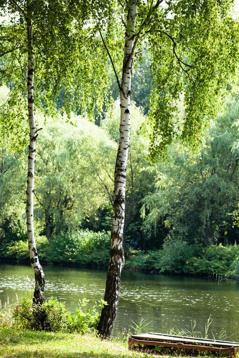 Fototapeta Piękne brzozy w lesie latem