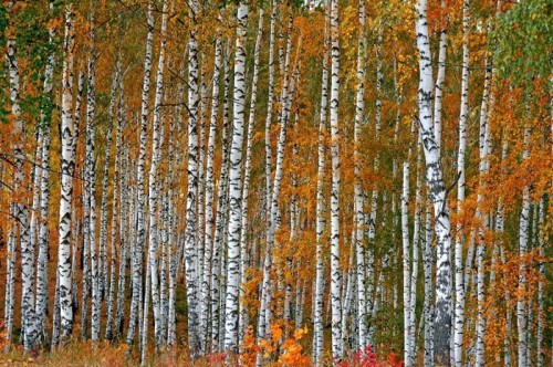 Fototapeta Brzoza gaj jako tło