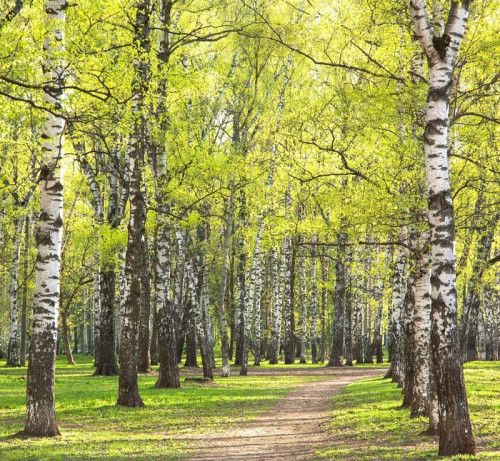 Fototapeta Wieczór, słoneczny, wiosna brzoza zieleni park z pierwszych