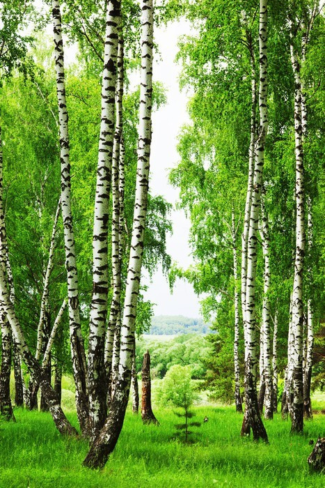 Fototapeta Las brzozowy