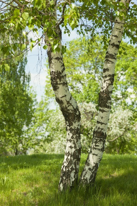 Fototapeta Dwa brzoza