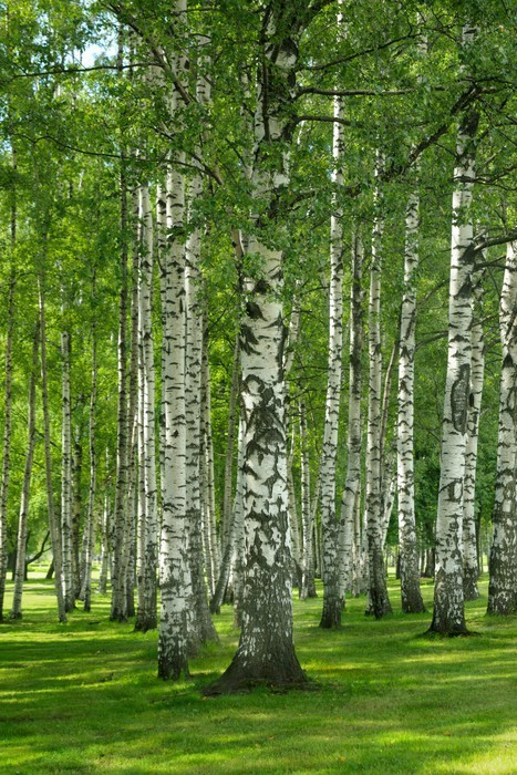 Fototapeta Brzozowego lasu