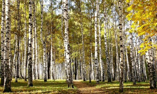 Fototapeta Ścieżka w lesie brzozy słoneczny