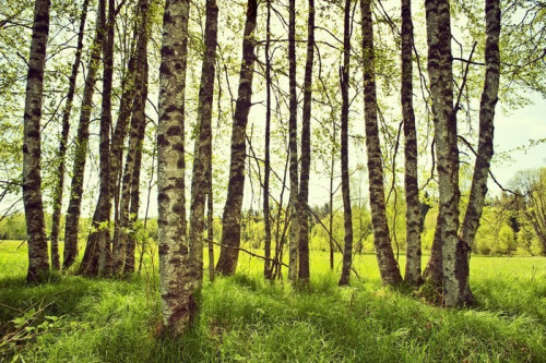 Fototapeta Brzozy, wiosna na łące