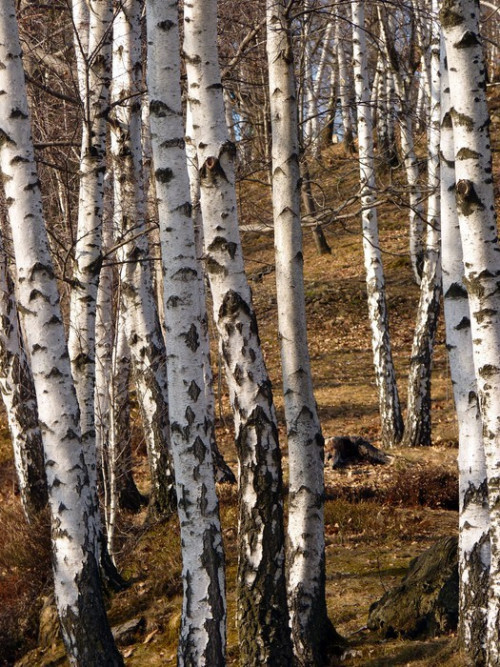 Fototapeta Brzozowe pnie