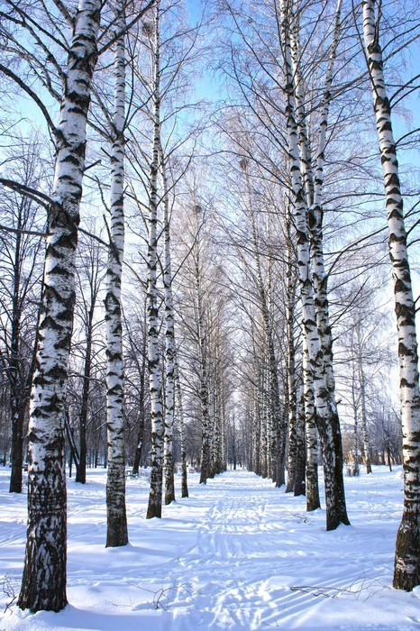 Fototapeta Winter park, krajobraz z drzew brzozy z krytymi gałęziach śniegu