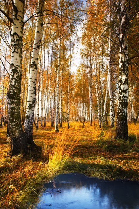 Fototapeta Brzozowy las w pobliżu staw