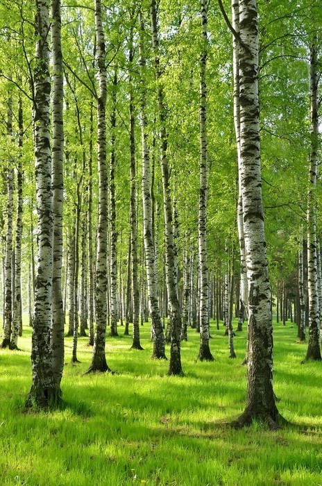 Fototapeta Brzozy na wiosnę