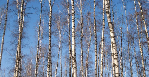 Fototapeta Krajobraz lasu z białych brzóz nad błękitne niebo