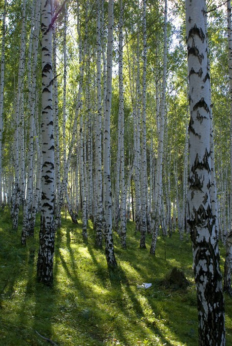 Fototapeta Brzozowy