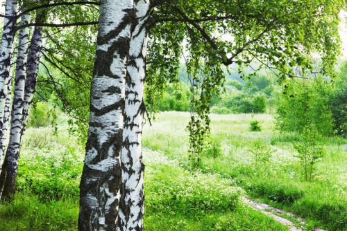 Fototapeta Las brzozowy