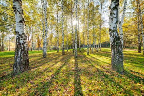 Fototapeta Siver brzozy