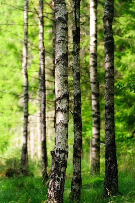 Fototapeta Brzozowy las w słońcu 2