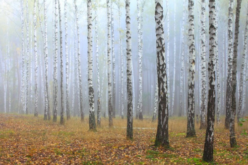 Fototapeta Gaj brzozy i suchej trawy na początku jesieni