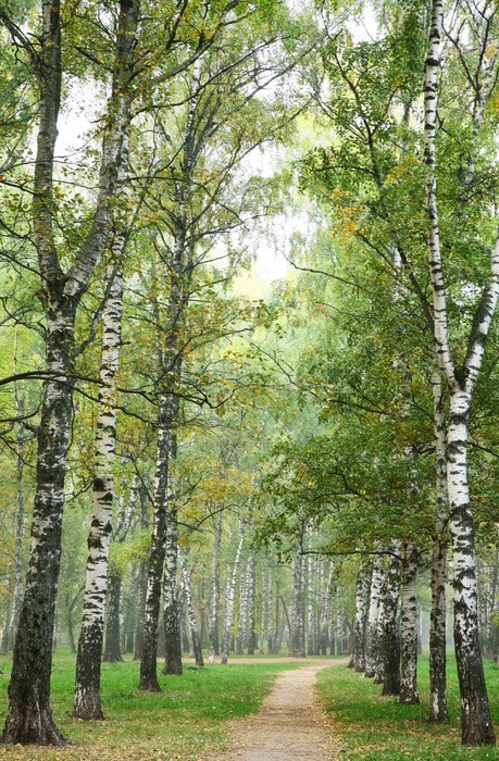 Fototapeta Rano mgły jesiennej ścieżki w parku brzozy