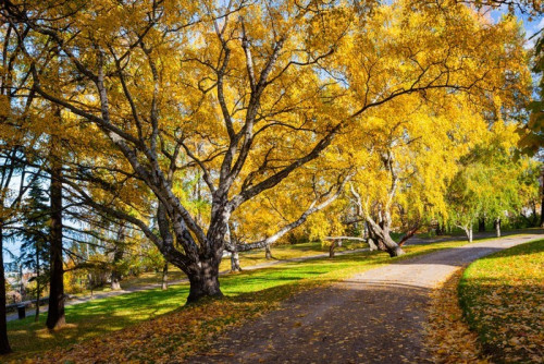 Fototapeta Peaceful park z jesieni kolorów drzew