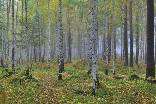 Fototapeta Jesienią, żółty, brzozowy las z rana