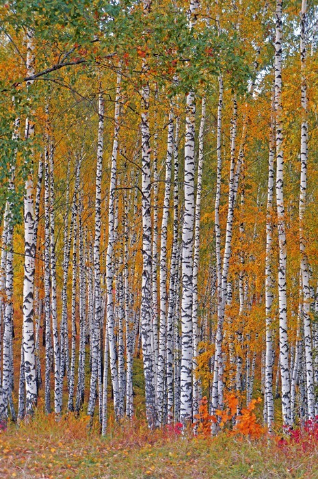 Fototapeta Jesień Birch Grove