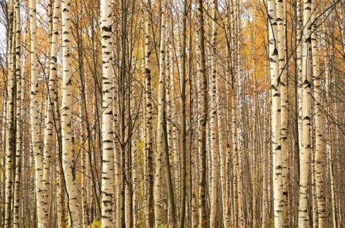 Fototapeta Brzozowe pnie