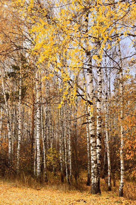 Fototapeta Pni brzozy jesienią