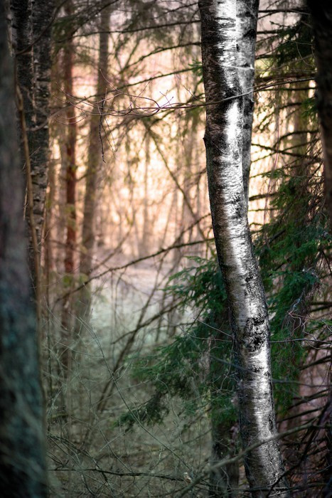 Fototapeta Brzoza w wieczornym