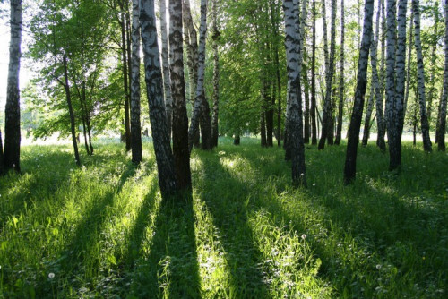 Fototapeta Brzozowy las z długimi cieniami