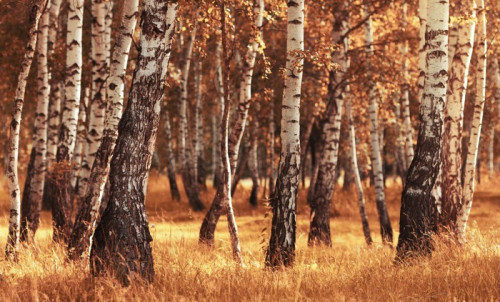 Fototapeta Brzozowy las podczas jesiennej sezonu