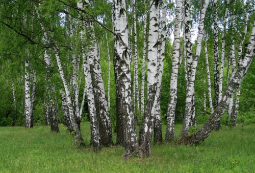 Fototapeta Brzoza drzewa w lesie