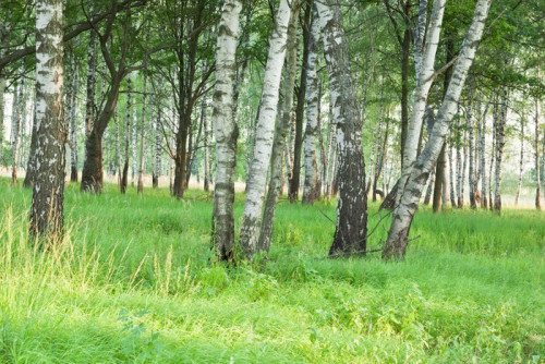 Fototapeta Las brzozowy