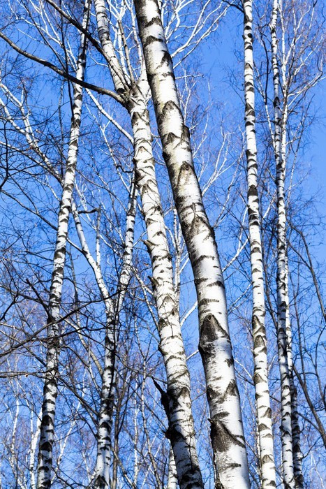 Fototapeta Gołe pnie brzozy z niebieskim tle nieba