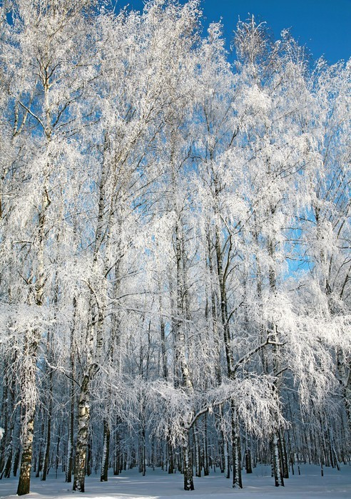 Fototapeta Brzozowy las zimą w słonecznej pogodzie