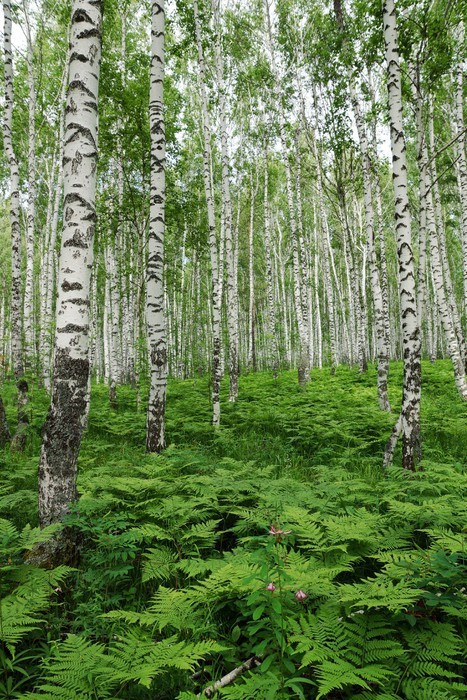 Fototapeta Fern zarośla w lesie brzozy