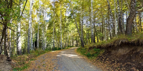 Fototapeta Brzozy droga leśna - panorama