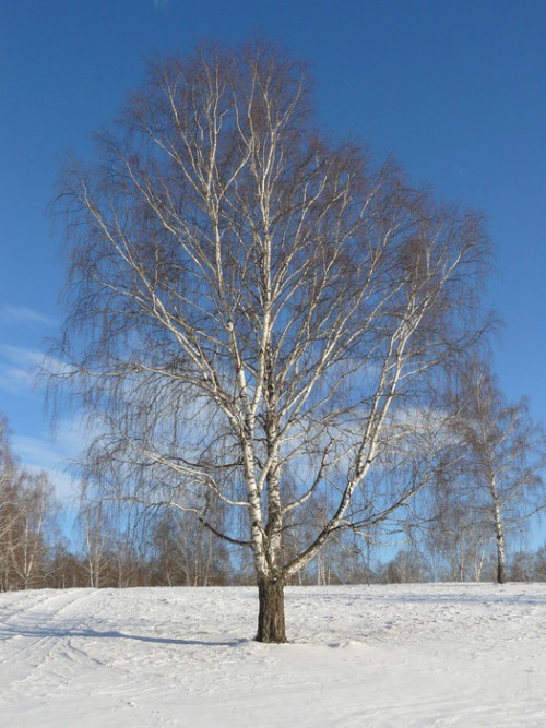 Fototapeta Brzoza. zima