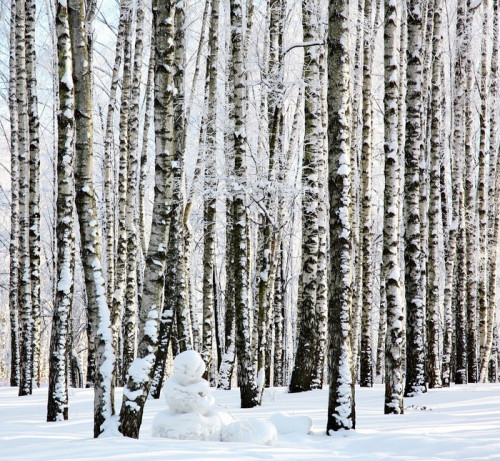 Fototapeta Snowman w zimowym lesie brzozy