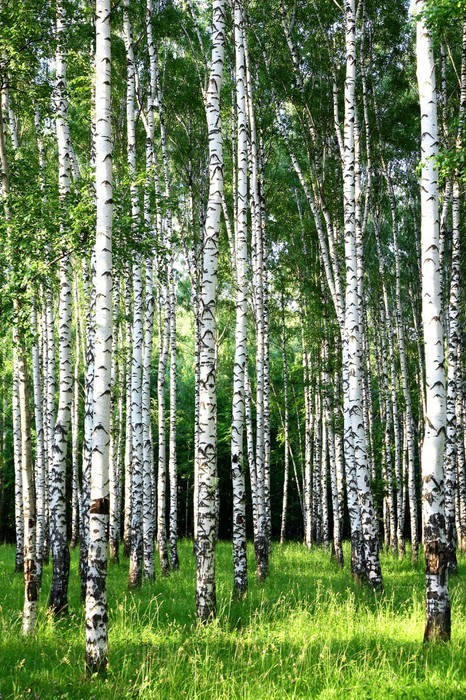 Fototapeta Piękny wieczór Birch Grove w czerwcu