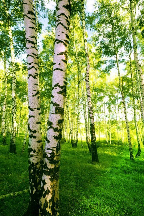 Fototapeta Las brzozowy