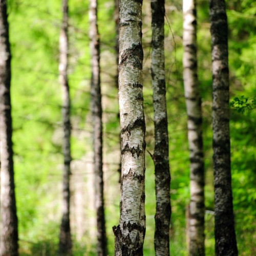 Fototapeta Brzozowy las w słońcu 3