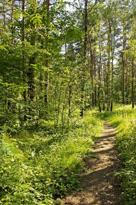 Fototapeta Letni dzień w lesie