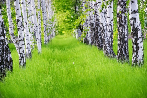 Fototapeta Piękny krajobraz - lato brzozowej