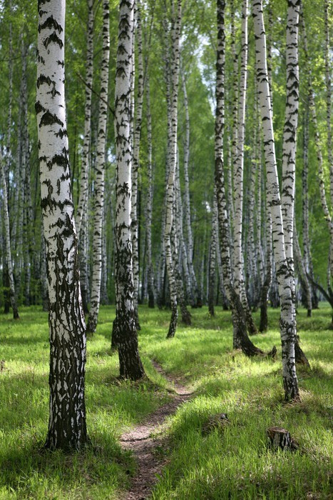 Fototapeta Ścieżka przez drewna brzozowego w Rosji