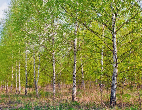 Fototapeta Wiosna brzoza