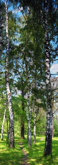 Fototapeta Brzozowy las. Birch Grove. Białe pnie brzozy