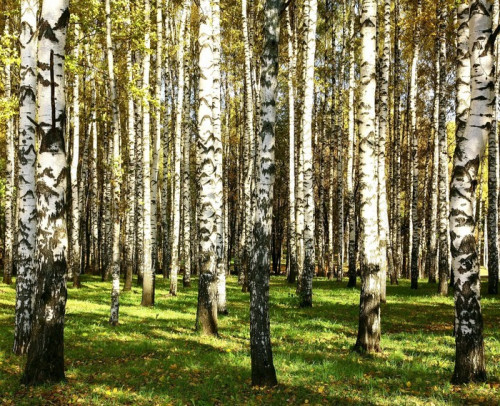 Fototapeta Piękne jesienne słońce Gaj brzoza wieczorem