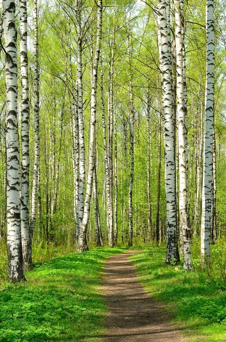 Fototapeta Spring park