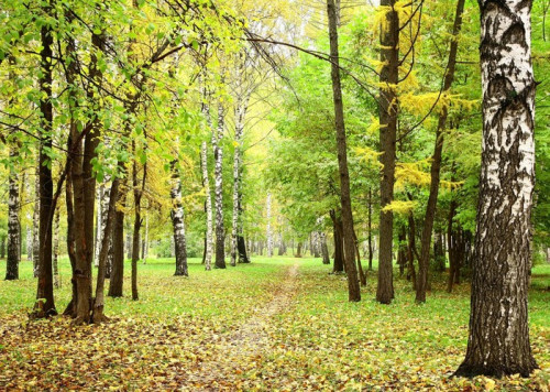 Fototapeta Poranna mgła na chodnik w las mieszany października