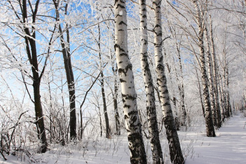 Fototapeta Birch zima zaułek. Dwa rzędy drzew.