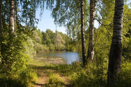 Fototapeta Rossiya.sibir. lato. staw