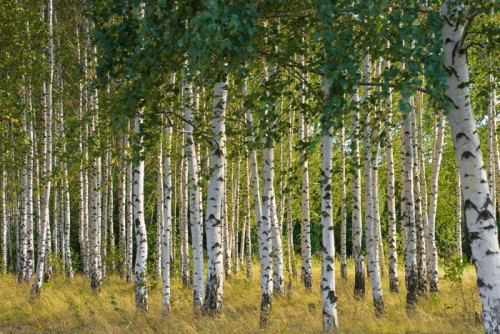 Fototapeta Rosyjski brzozy